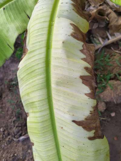 Leaf Blotch of Banana - Banana