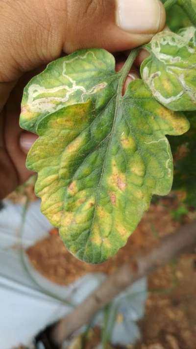 Powdery Mildew - Tomato