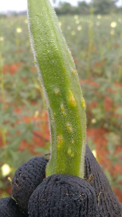 Thrips - Okra