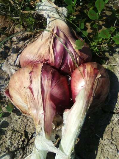 Boron Deficiency - Onion