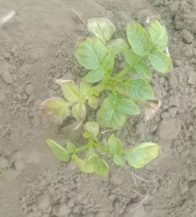 Herbicide Burn - Potato