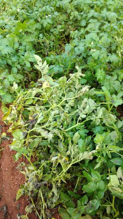 ಬಿಳಿ ಗ್ರಬ್ - ಆಲೂಗಡ್ಡೆ