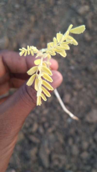 Fusarium Wilt - Chickpea & Gram