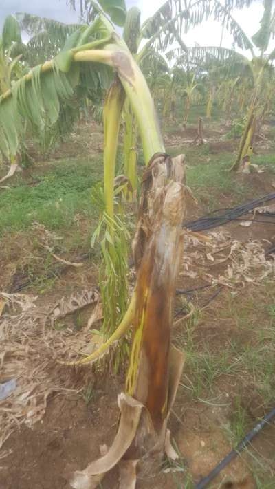 Panama Disease - Banana