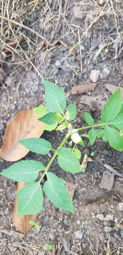 Iron Deficiency - Tomato