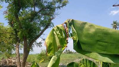 சுண்ணாம்புச் சத்து பற்றாக்குறை (கால்சியம் பற்றாக்குறை) - வாழைப் பழம்