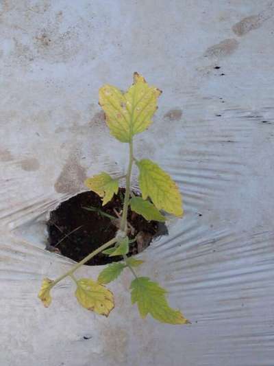 Foot and Collar Rot - Tomato