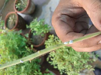 Mealybug - Tomato