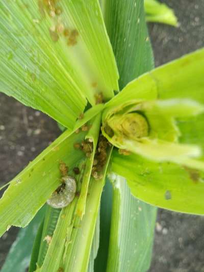 Black Cutworm - Maize