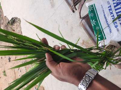 Bacterial Panicle Blight - Rice