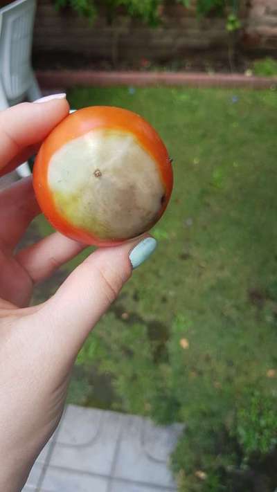 Blossom End Rot - Tomato