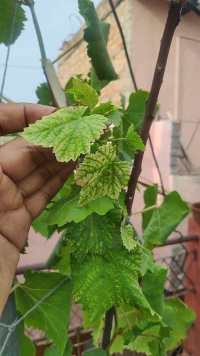 Magnesium Deficiency - Grape