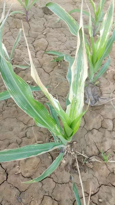 தழைச்சத்து பற்றாக்குறை - மக்காச்சோளம்