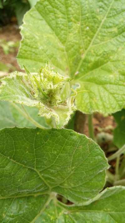 Aphids - Zucchini