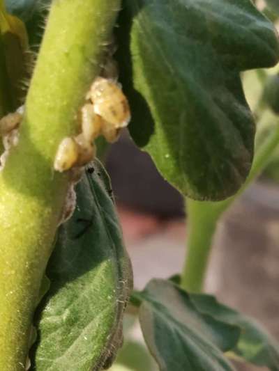 Mealybug - Tomato