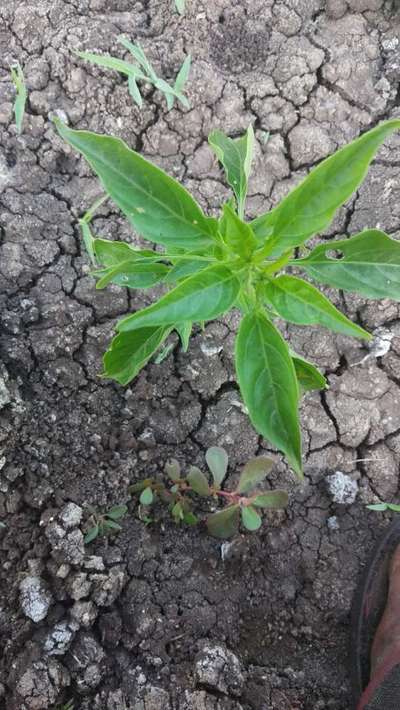 Flea Beetles - Capsicum & Chilli