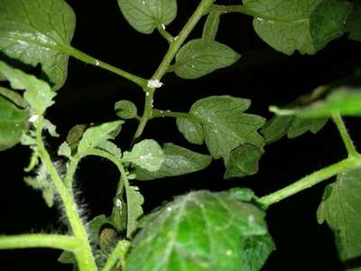 Iron Deficiency - Tomato