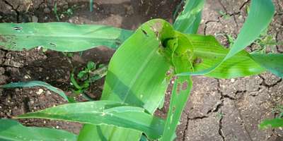 Fall Armyworm - Maize