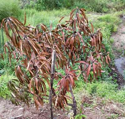 Mango Dieback Disease - Mango