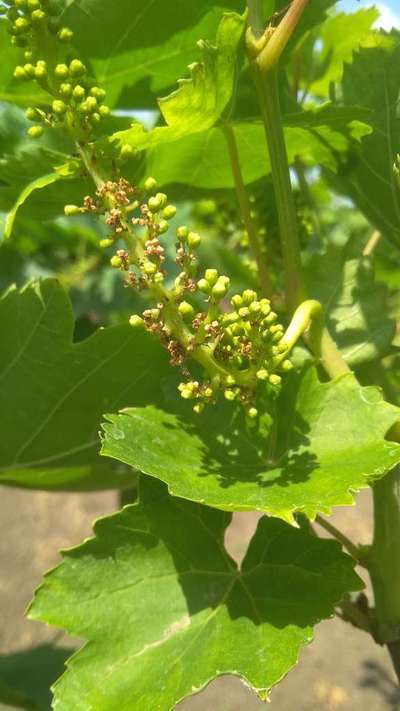 ಬೋಟ್ರೈಟಿಸ್ ಸೋಂಕು - ದ್ರಾಕ್ಷಿ