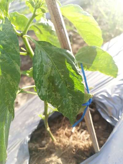 Leaf Miner Flies - Capsicum & Chilli