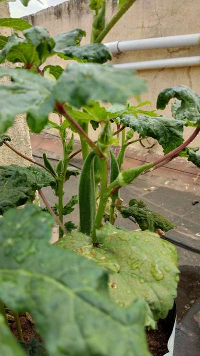 Spider Mites - Okra