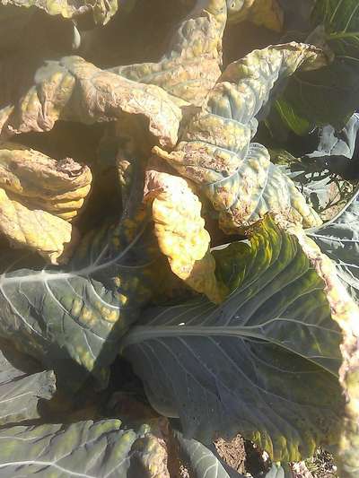 Downy Mildew - Cabbage