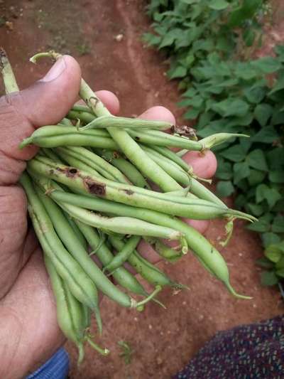 ಹೆಲಿಕೋವರ್ಪಾ ಕ್ಯಾಟರ್ ಪಿಲ್ಲರ್ - ಹುರುಳಿ