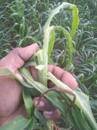 Stem Borer - Sorghum