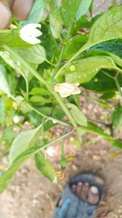 Chilli Thrips - Capsicum & Chilli