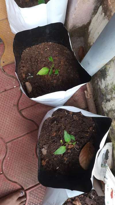 കറുത്ത വെട്ടിപ്പുഴു - കാപ്സിക്കവും മുളകും