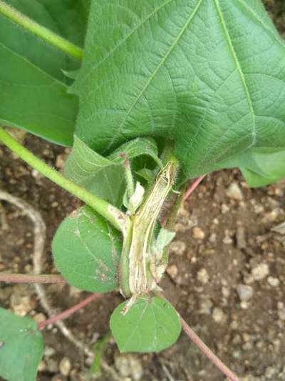 Growth Cracks in Tomato - Cotton