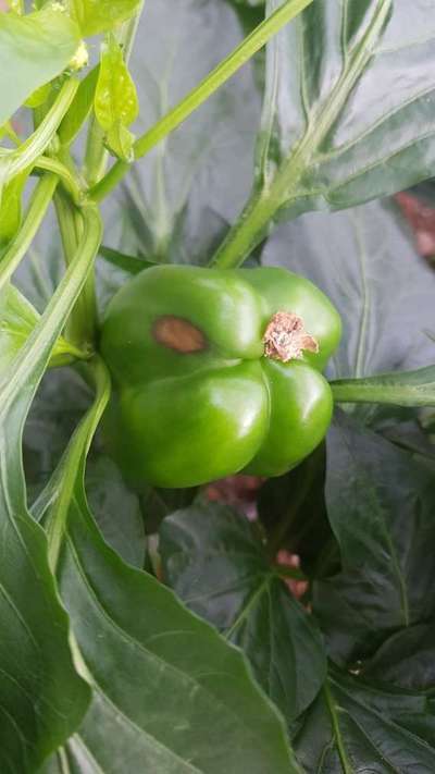 Sunburn - Capsicum & Chilli