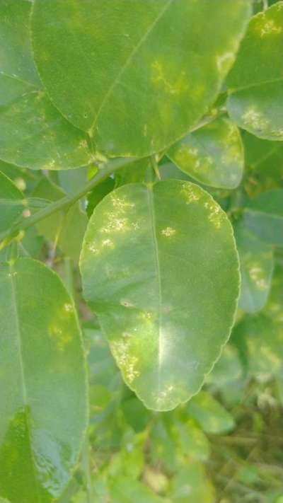 Oriental Spider Mite - Citrus