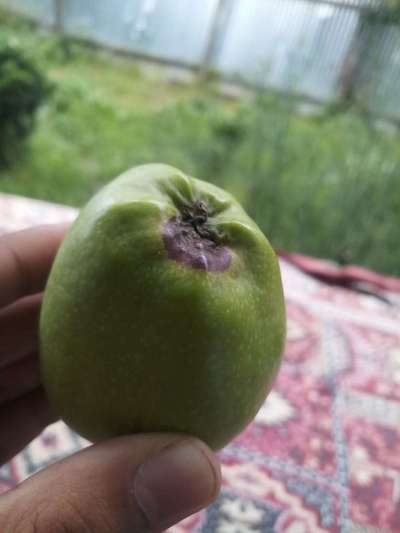 Fruit Rot - Apple