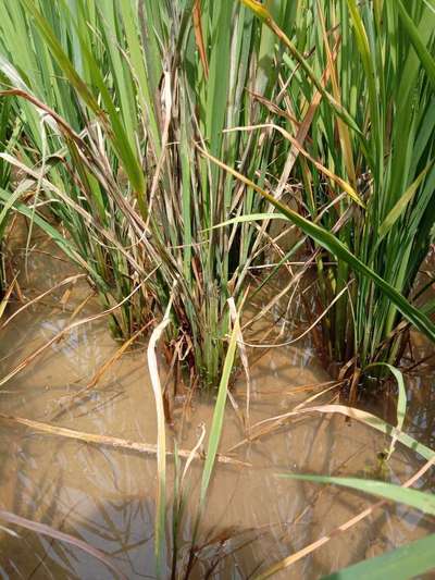 Rice Sheath Blight - Rice