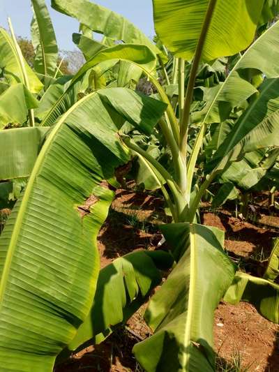 ಬೋರಾನ್ ಕೊರತೆ - ಬಾಳೆಹಣ್ಣು