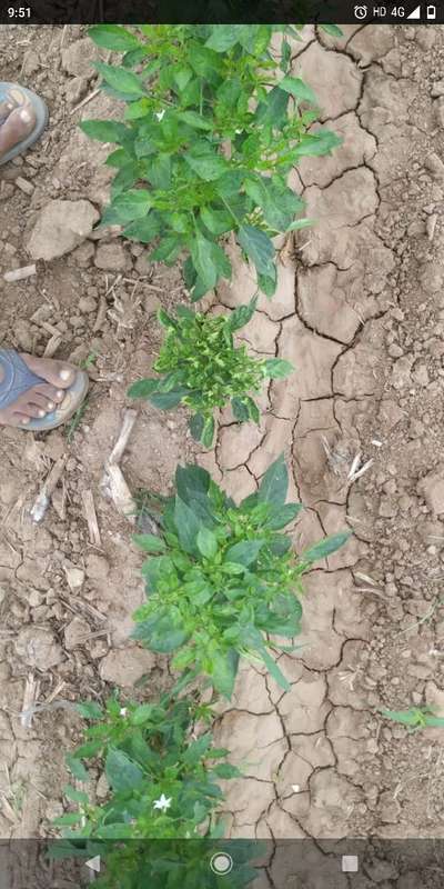 Chilli Leaf Curl Virus - Capsicum & Chilli