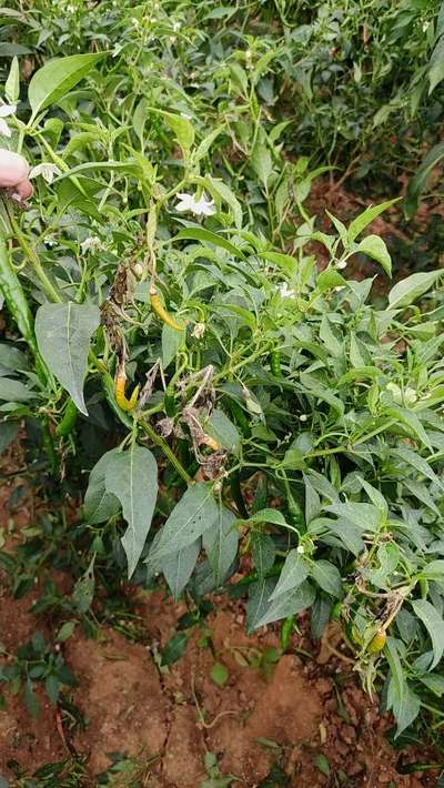 Wet Rot - Capsicum & Chilli