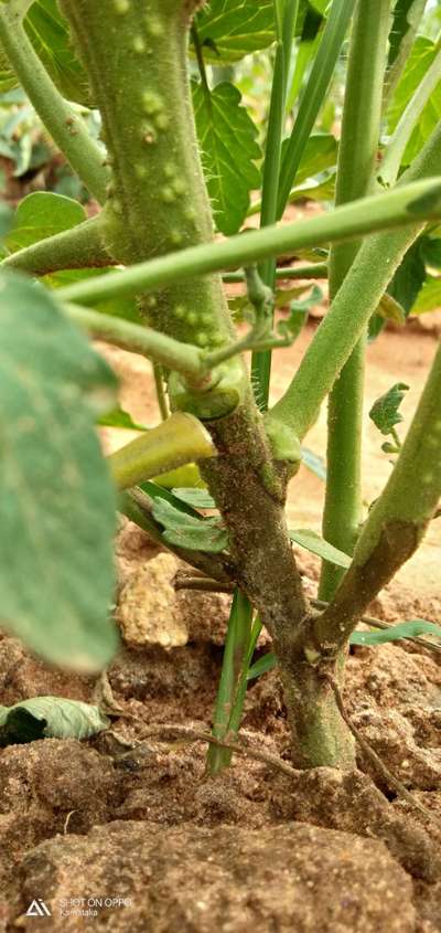 ಫುಟ್ ಮತ್ತು ಕಾಲರ್ ರಾಟ್ - ಟೊಮೆಟೊ