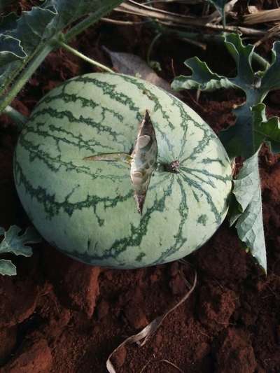 Fruit Cracking - Melon