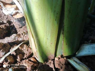 Bacterial Soft Rot of Banana - Banana