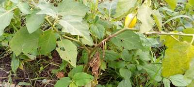 Stem Rot - Brinjal