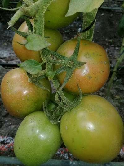 Araña roja (ácaro) - Tomate