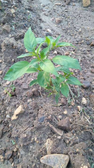 Chilli Cercospora Leaf Spot - Capsicum & Chilli