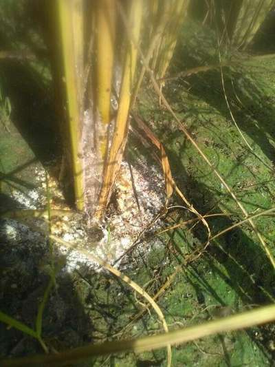 Stem Rot of Rice - Rice