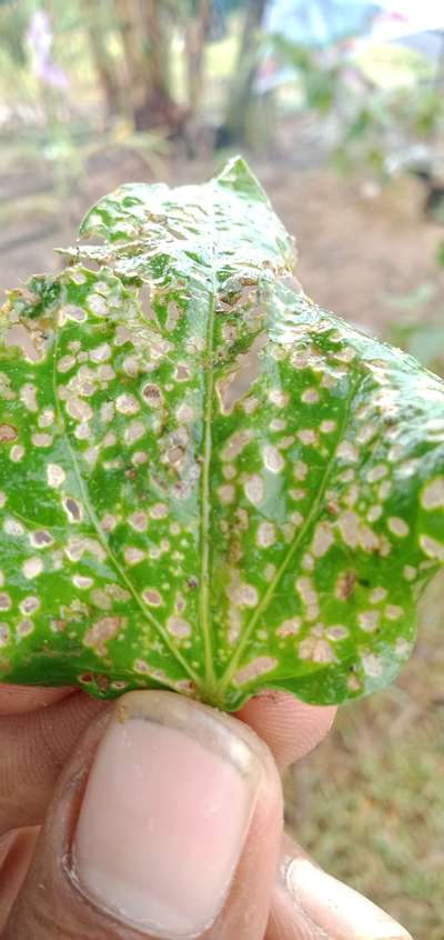 Bean Leaf Beetle - Citrus