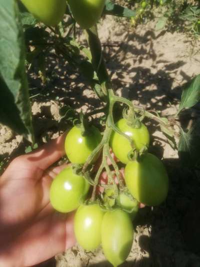 Stem Rot of Tomato - Tomato