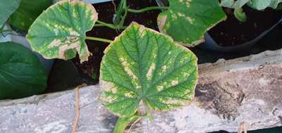 Cucumber Green Mottle Virus - Cucumber