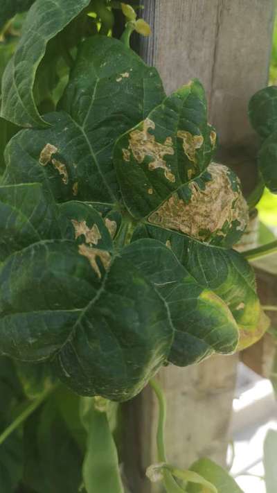 Leaf Miner Flies - Bean